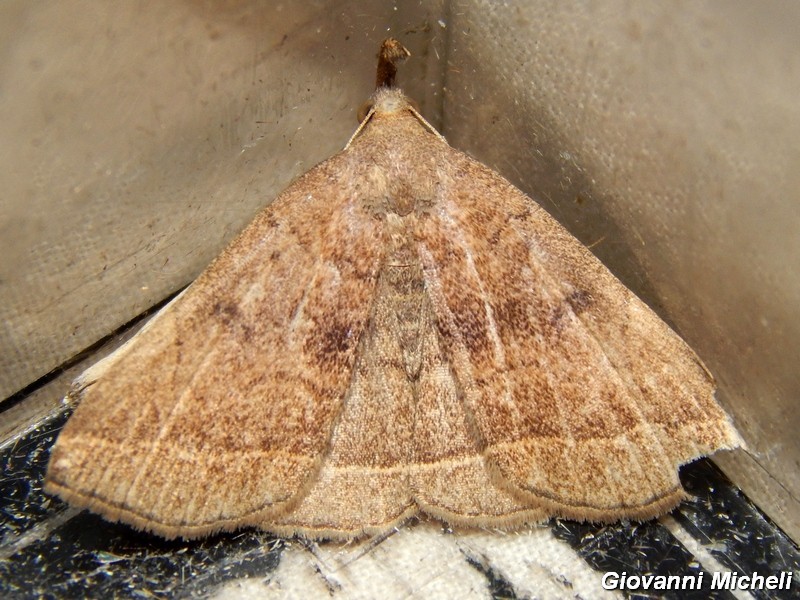 Erebidae da ID - Pechipogo plumigeralis